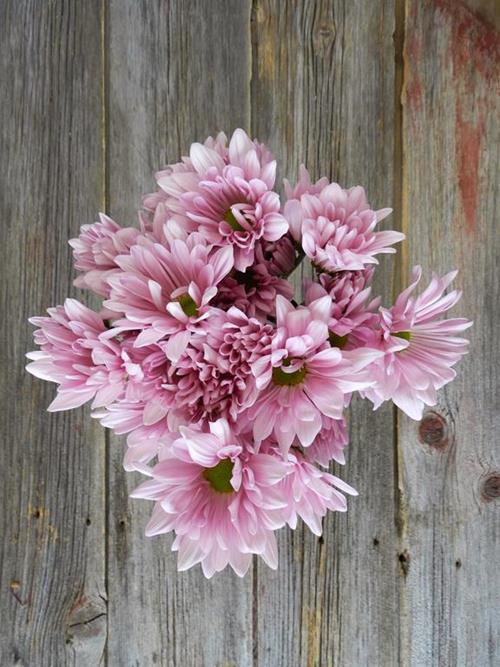 DAISY  LAVENDER POMPONS